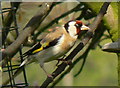 Goldfinch awaits turn at Feeder