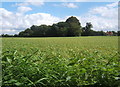 TM0259 : Field between Onehouse and Stowmarket by Andrew Hill