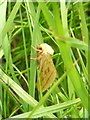 Ghost Moth (Hepialus humuli)