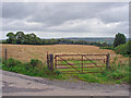 Barley field: Blaenhalen, Penboyr