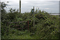 Overgrown footpath from Burrows Lane