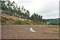 Forestry turning area in Dounie Wood