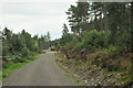 Forestry access road into Dounie Wood