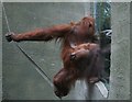 Orangutan meets the public at Chester Zoo