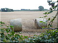 A view through the hedge half way along Homestall Lane