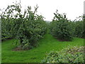 Serried ranks of cider apples