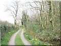 Daffodil-fringed driveway on the northern slopes of Mynydd Llwydiarth