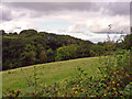 Small valley near Llwyn-y-brain, Cyffig