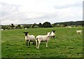 Sheep and Fields