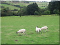 Sheep grazing the downs to the E of footpath