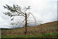 Clear fell area in Eskdalemuir Forest