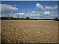 Wheatfield near Bacheldre