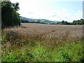 Wheatfield near Melin-Y-wern