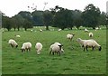 A field of sheep near Stoke Golding