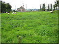 Lush green pasture, Strangford