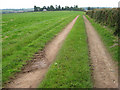 Footpath to Strangford