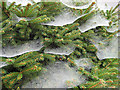 SO6424 : Festooned pine by Pauline E