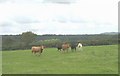 Cattle near Pen-parc