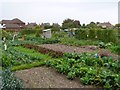 Allotments, Dorchester