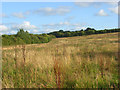 Rough grassland, Newton Tracey