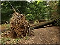 Fallen tree, Nagshead Plantation