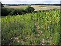 Footpath to Winchbottom Lane