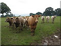 Cattle, near Almeley Wootton