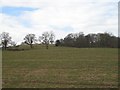 Field, Hopton Cangeford