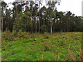 Bog at the edge of the wood