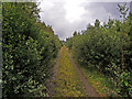 Forestry track through Innerpeffray Wood