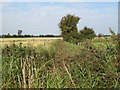 Drainage ditch with reeds