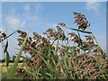 Phragmites australis