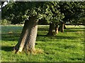 Line of oaks, Norbridge