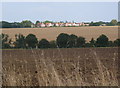 View across fields to line of houses in Willisham Tye