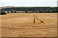 Corn field on Easterton farm