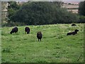 Black Welsh Mountain Sheep, Stoke Farthing