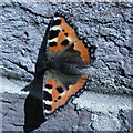 Small Tortoiseshell (Aglais urticae)