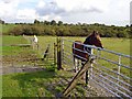 Horse paddock near Plas-parce, Trelech