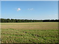 Farmland near the A11 / A14 intersection, looking SE