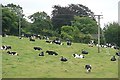 Footpath through the cows