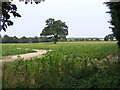 TG3310 : Arable Field,Blofield by Geographer