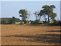 Ploughed field and trees