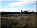 NH6436 : Cleared Forestry Plantation South of Deer Fencing by Sarah McGuire