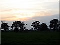 Trees near Sunset