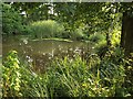 SO7542 : Pond, Charlie Ballard Nature Reserve by Derek Harper