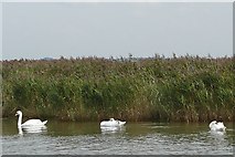 SY9487 : Swans at Swineham Point by Graham Horn
