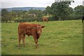 Pasture Near Stanison Farm