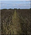 Footpath to Bottesford