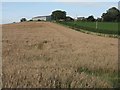 Barley at Fawside Farm