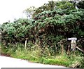 Gorse hedgerow